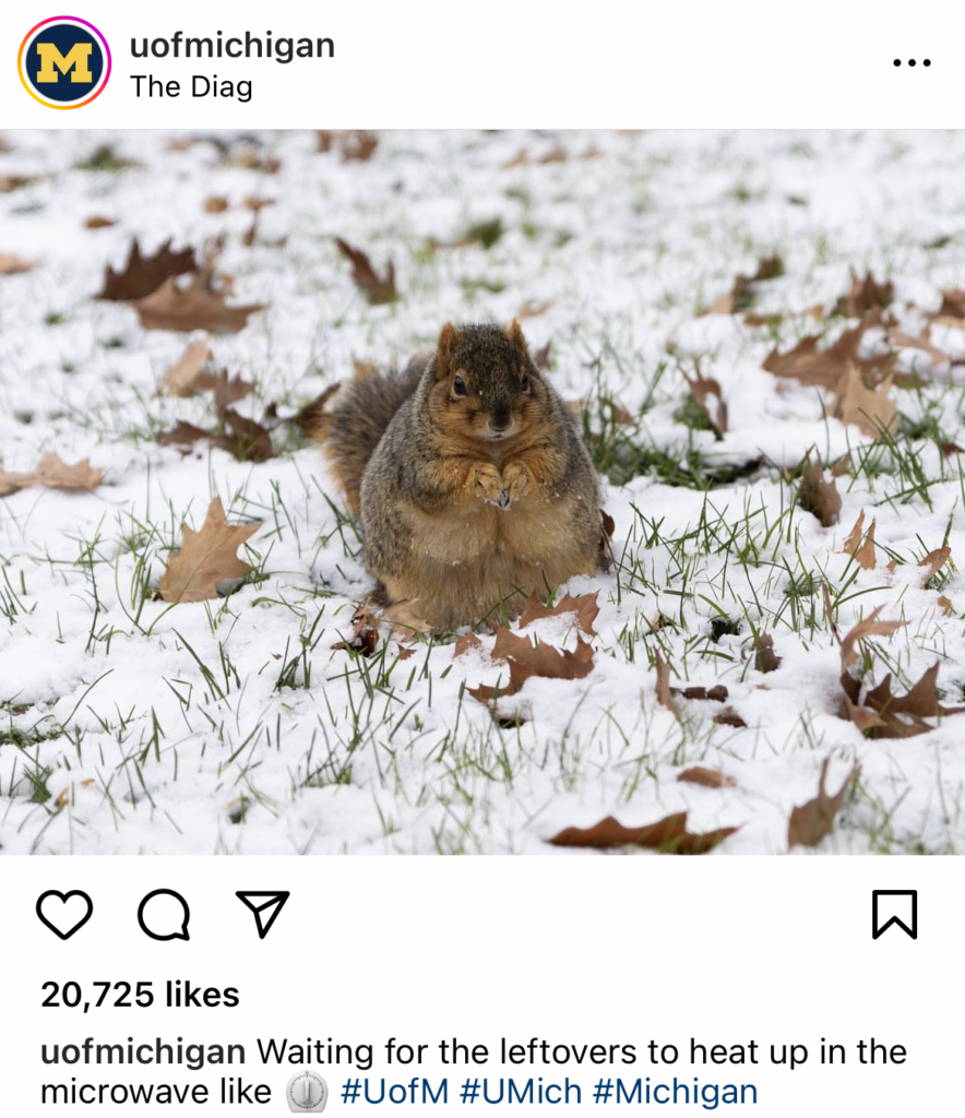 Screenshot of an Instagram post of a squirrel.